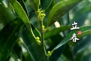 这样也行？（陈皮怎么做菜好吃）过年养生菜谱 - 陈皮美食食谱