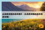 云南西双版纳森林图片（云南西双版纳森林旅游攻略）