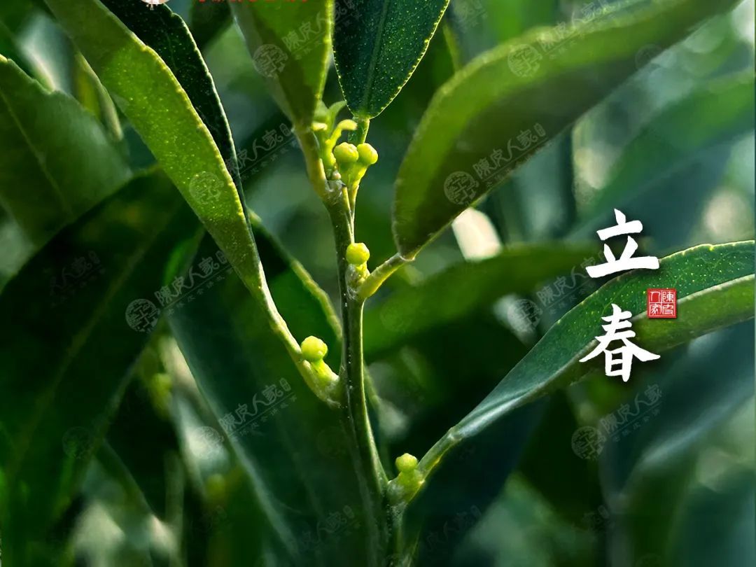 这样也行？（陈皮怎么做菜好吃）过年养生菜谱 - 陈皮美食食谱