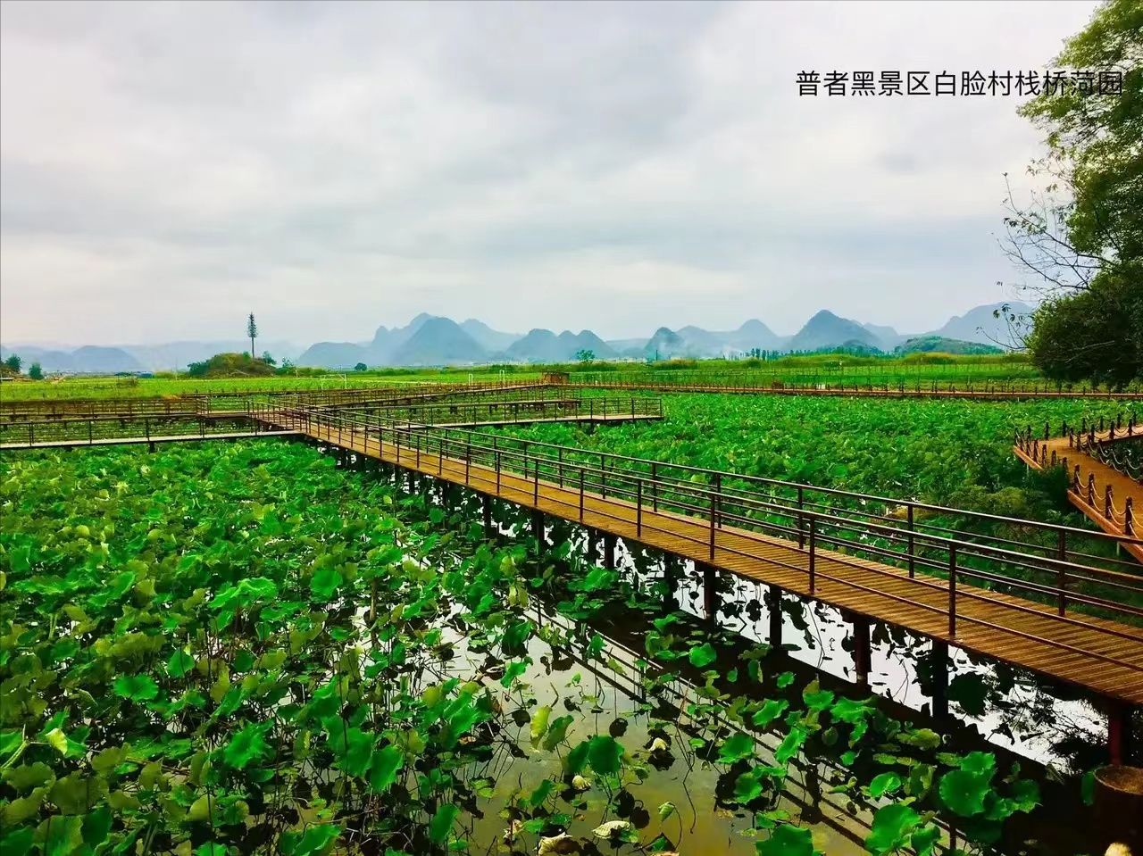 干货分享！普者黑是个什么地方 普者黑旅游攻略 - 普者黑是哪个地方在哪个市区