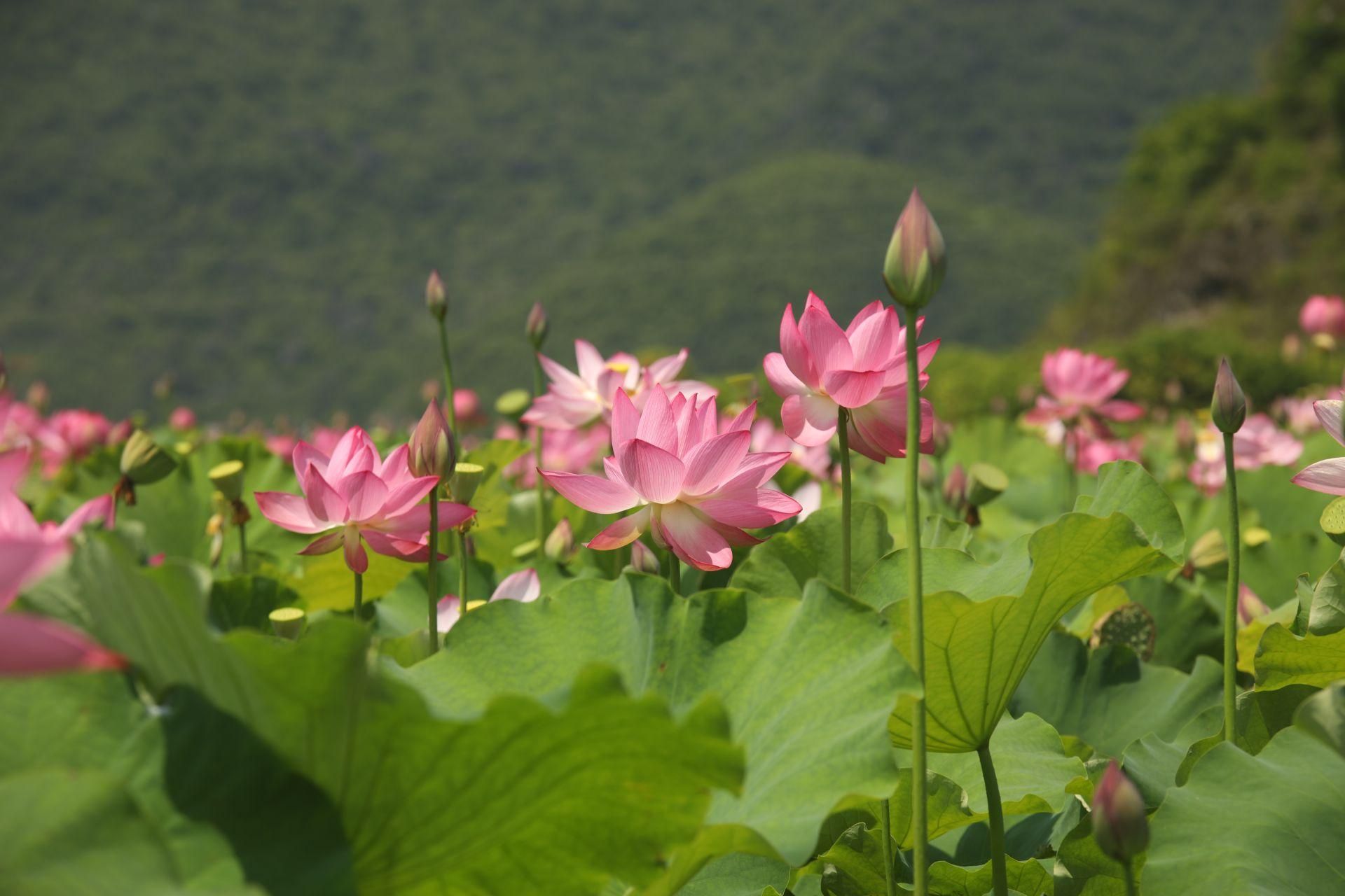 深度揭秘！普者黑旅游攻略普者黑适合玩几天 普者黑旅游攻略 - 普者黑旅游介绍