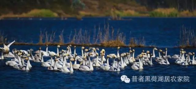 这样也行？！文山普者黑景点介绍 普者黑旅游攻略 - 云南文山普者黑景区门票多少钱