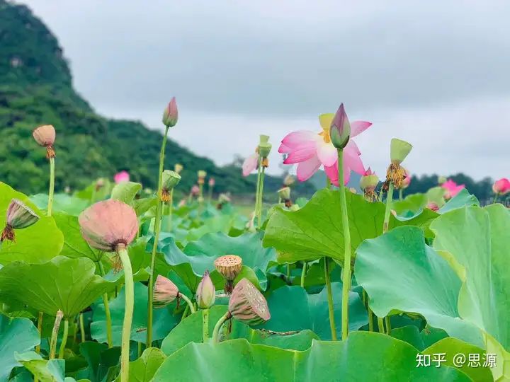 居然可以这样！普者黑旅游攻略 线路图 普者黑旅游攻略 - 普者黑旅游攻略自驾游